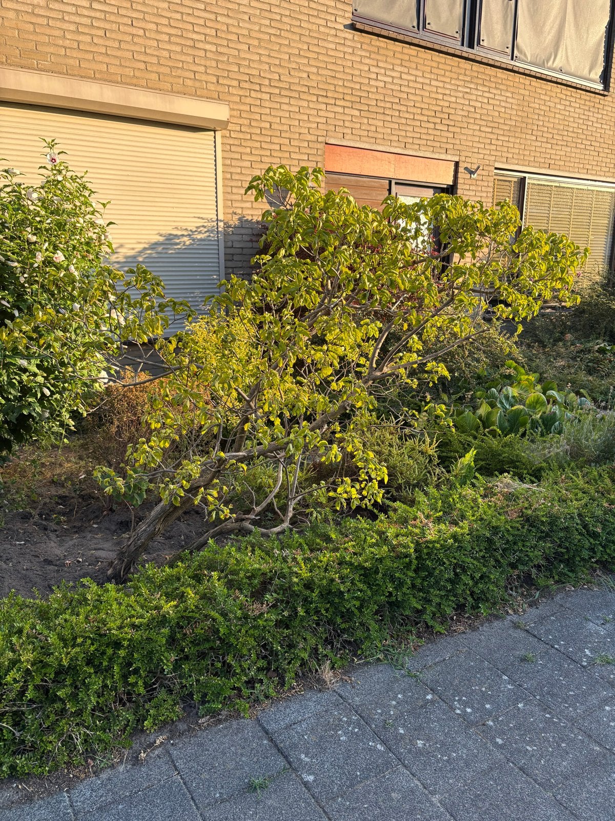 Gratis: Sering, Ophalen, Overige soorten, Struik, 100 tot 250 cm