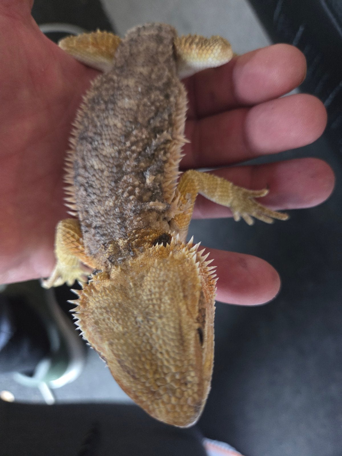 Baardagaam Pogona Vitticeps Citrus Dunner Bearded Dragon - male for sale from r.greven1983
