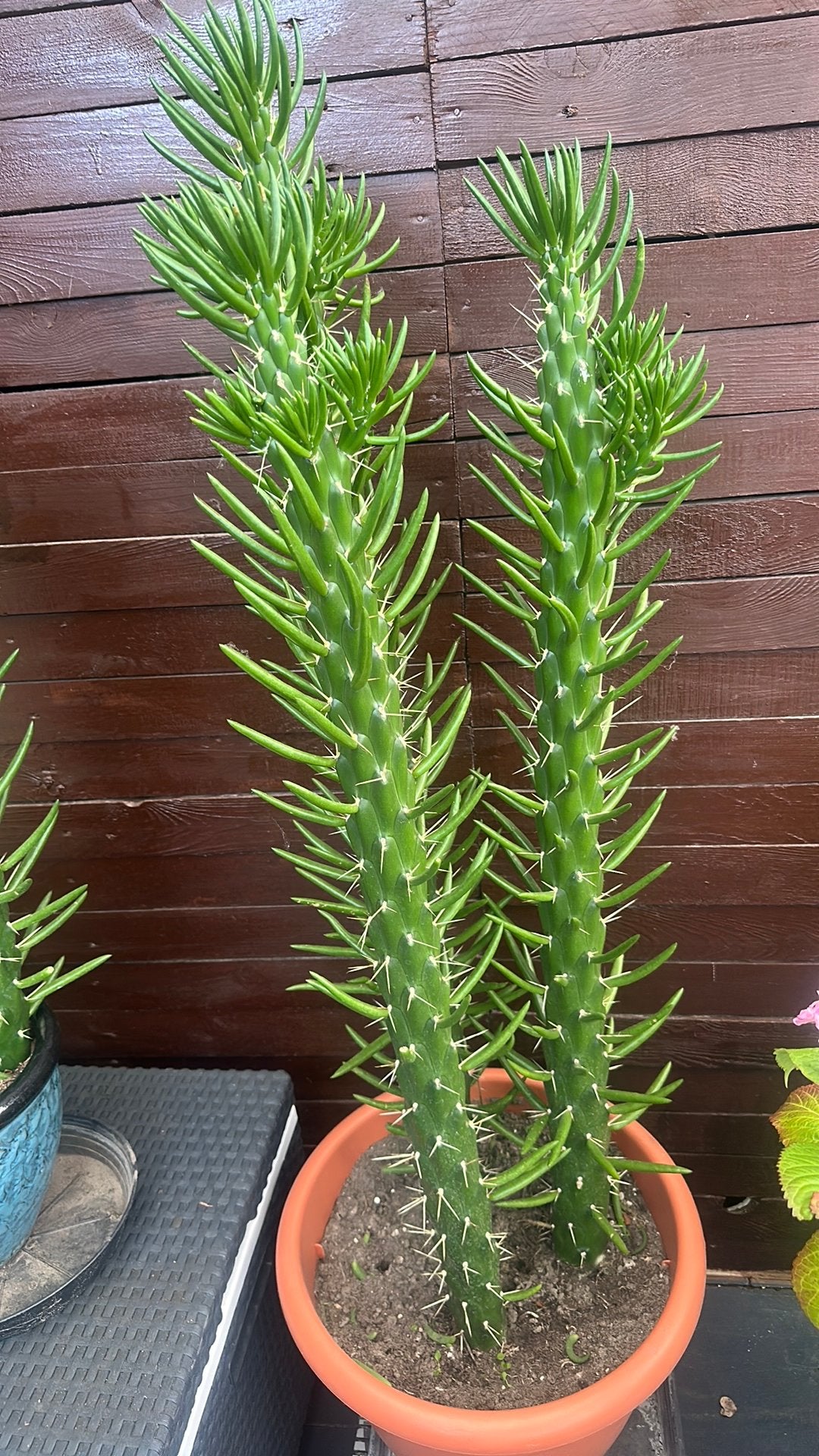 Cactus, Ophalen, Cactus, Volle zon, Minder dan 100 cm