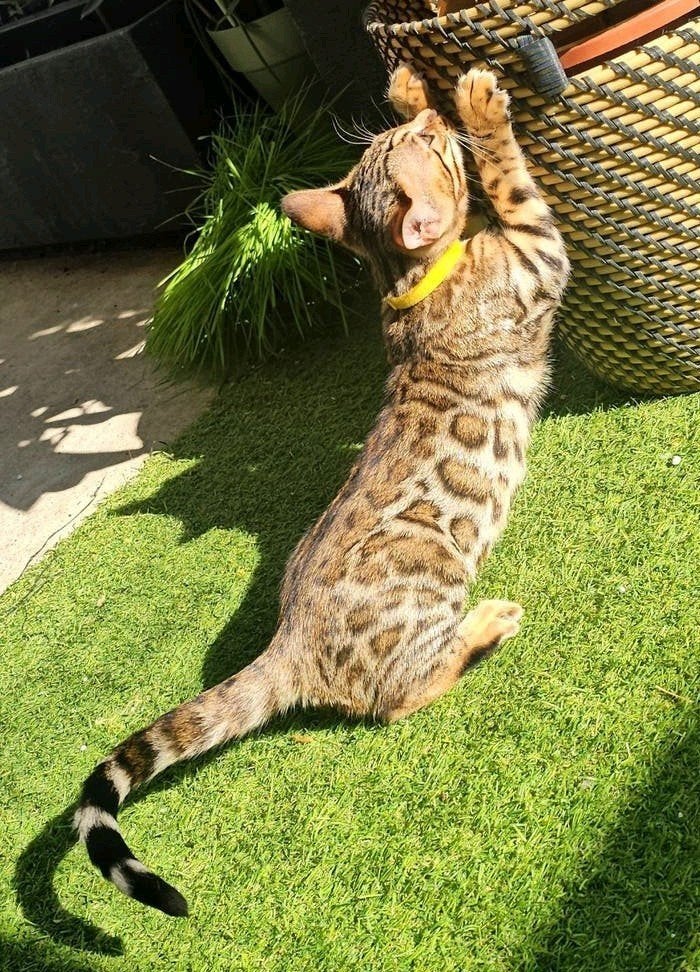 ☆Top ras☆ Bengaalse kittens met stamboom moeder kampioen, Meerdere dieren, Met stamboom