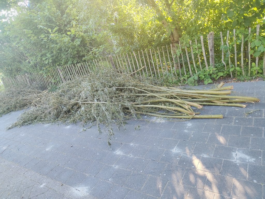 GRATIS wilgentakken, Ophalen, Nieuw
