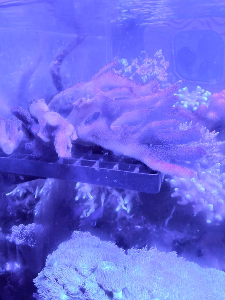 Koraal, zeeaquarium, paars hardkoraal, Dieren en Toebehoren, Vissen | Aquaria en Toebehoren, Ophalen, Gevuld zeewateraquarium