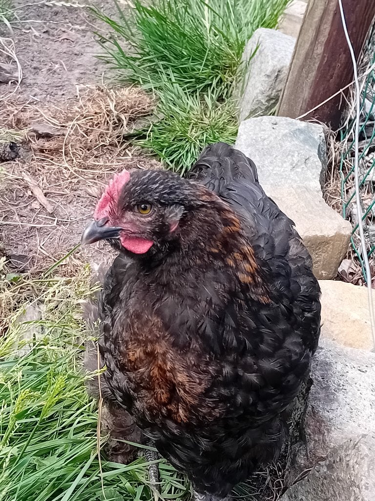 Marans haan, Dieren en Toebehoren, Pluimvee, Mannelijk, Kip