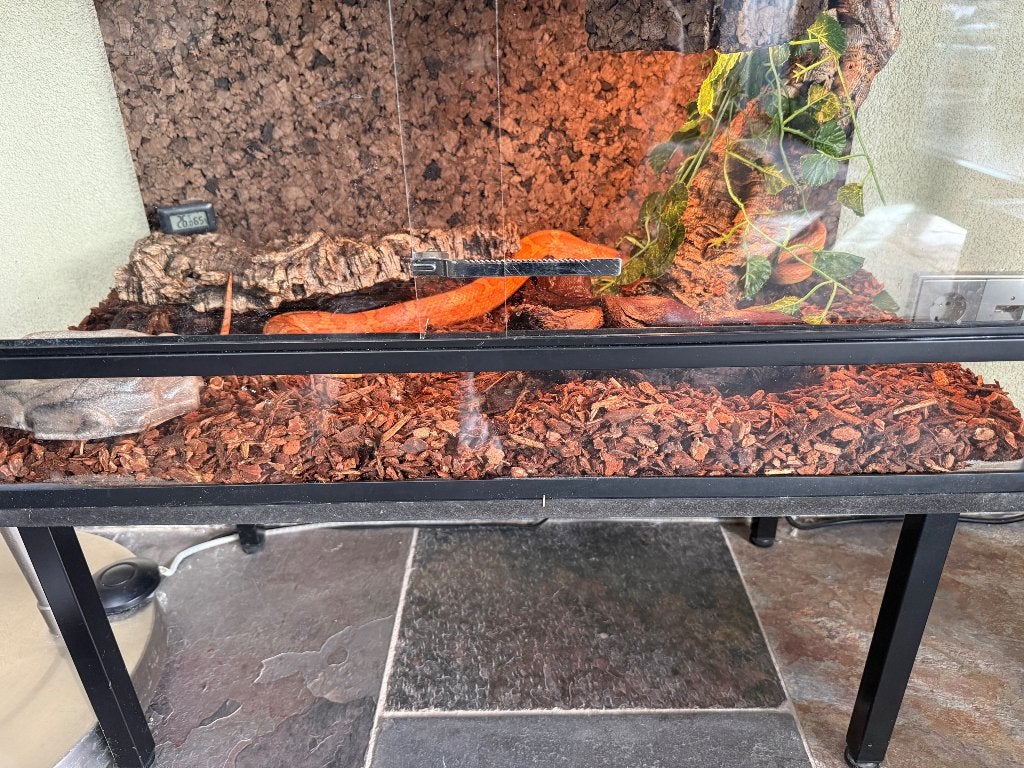 Tamme Rattenslang incl. Terrarium en toebehoren compleet, Dieren en Toebehoren, Reptielen en Amfibieën, Slang, Met terrarium, 0 tot 2 jaar