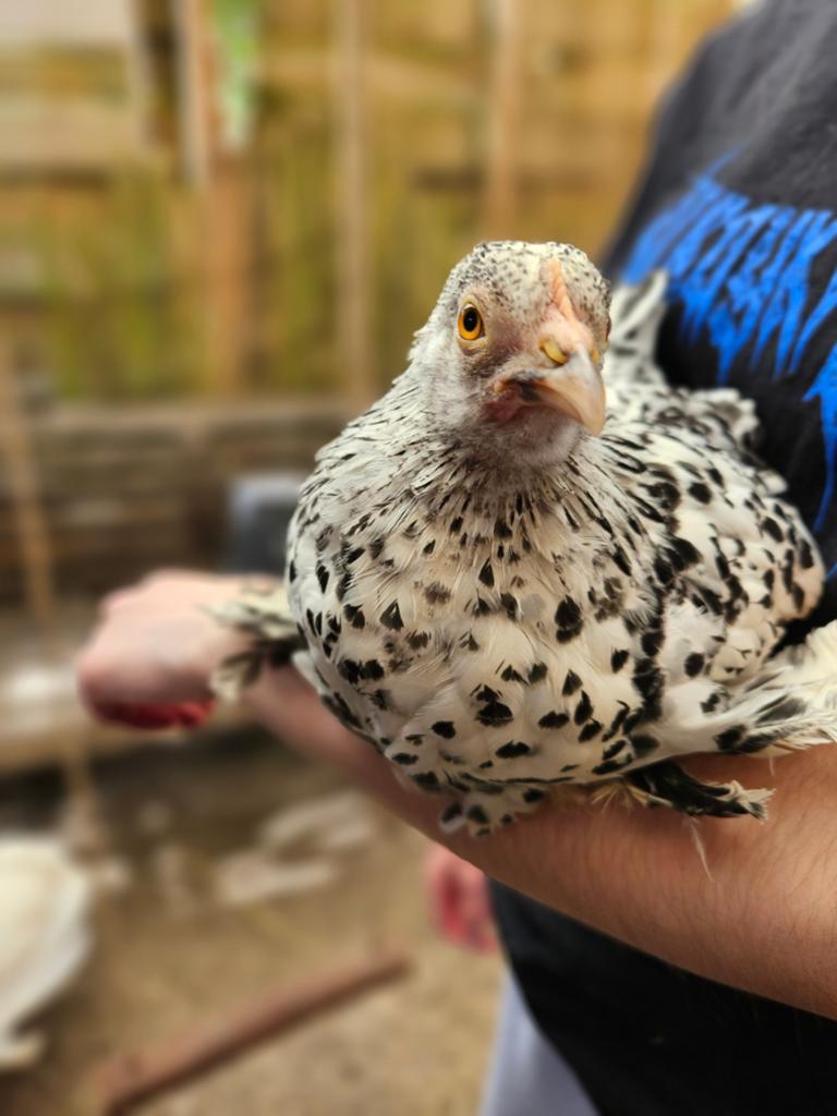2 hennen, 1 sabelpoot en 1 Barnevelder, Dieren en Toebehoren, Pluimvee, Vrouwelijk, Kip