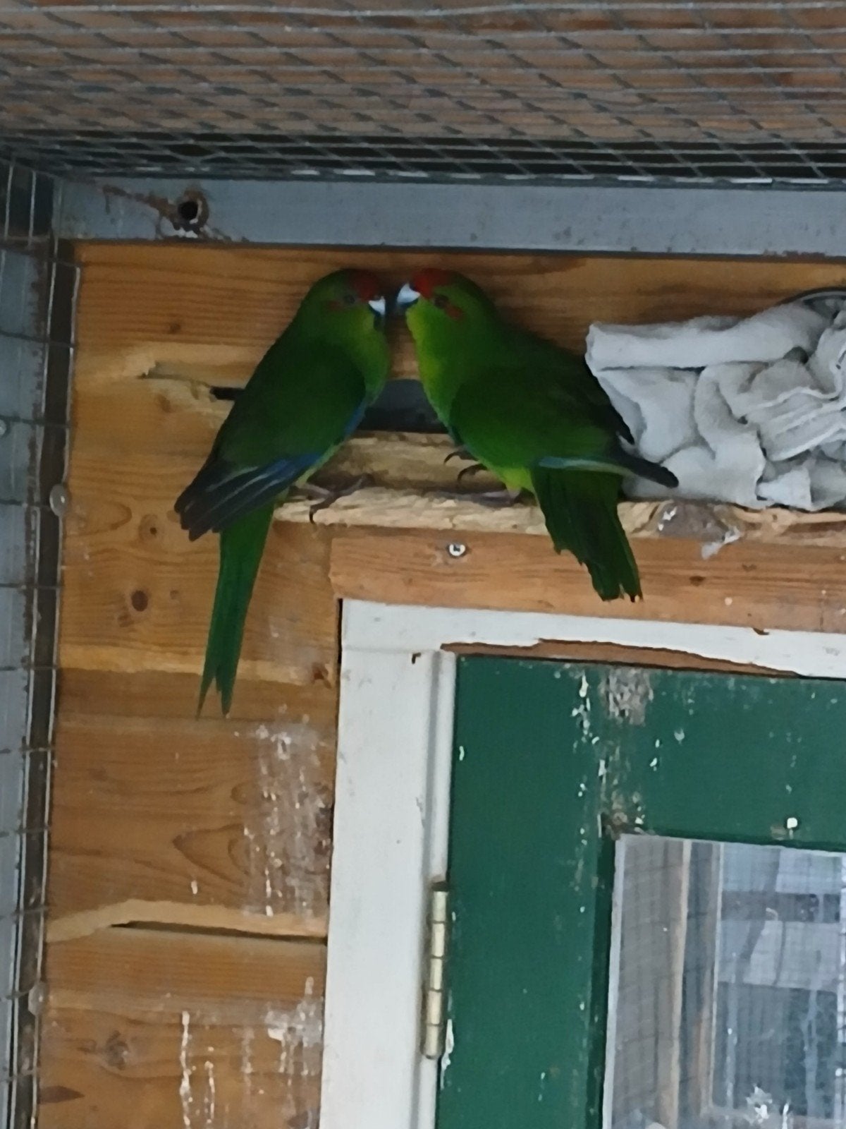 te koop een mooi koppel groene kakarikies 

Het, Dieren en Toebehoren, Vogels | Parkieten en Papegaaien, Meerdere dieren, Parkiet