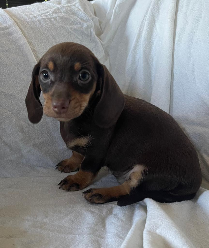 Dwerg teckel pups ( nog 1 choco - tan teefje beschikbaar), Parvo, 8 tot 15 weken, Korthaar, Dwerg