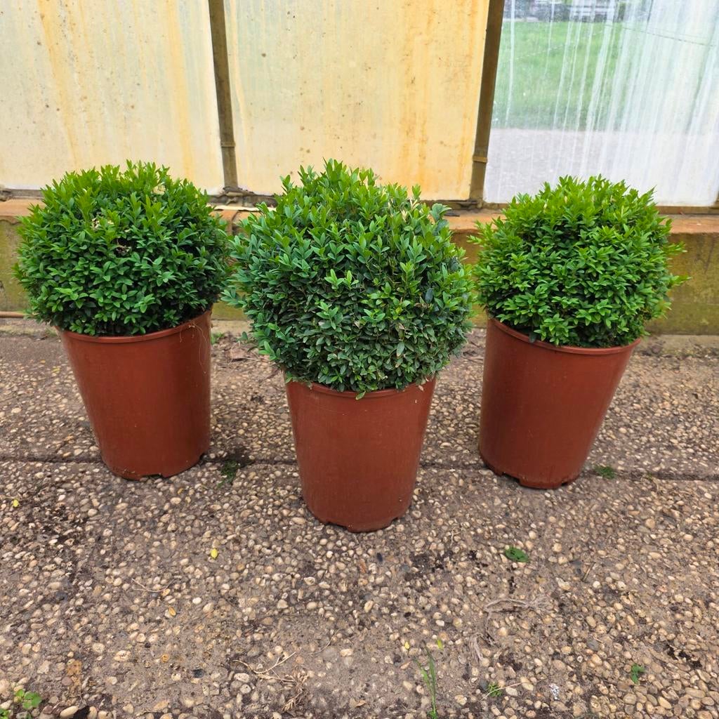 Buxus bollen 25cm, Volle zon, Vaste plant, Bloeit niet, Ophalen