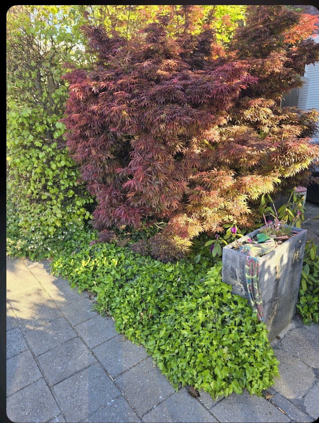 Japanse Esdoorn, Ophalen