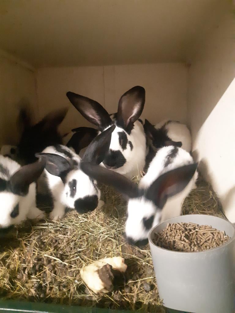 Lotharingers jonge, Dieren en Toebehoren, Konijnen, Meerdere dieren, Groot