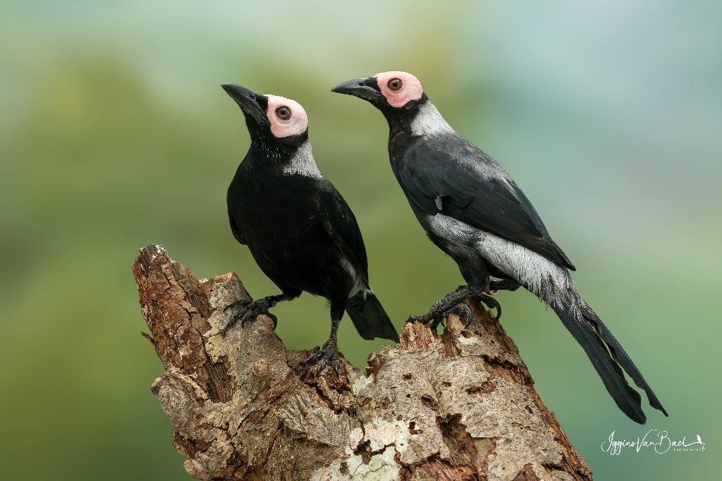 1-1 kaalkopspreeuw, Meerdere dieren, Tropenvogel, Geringd