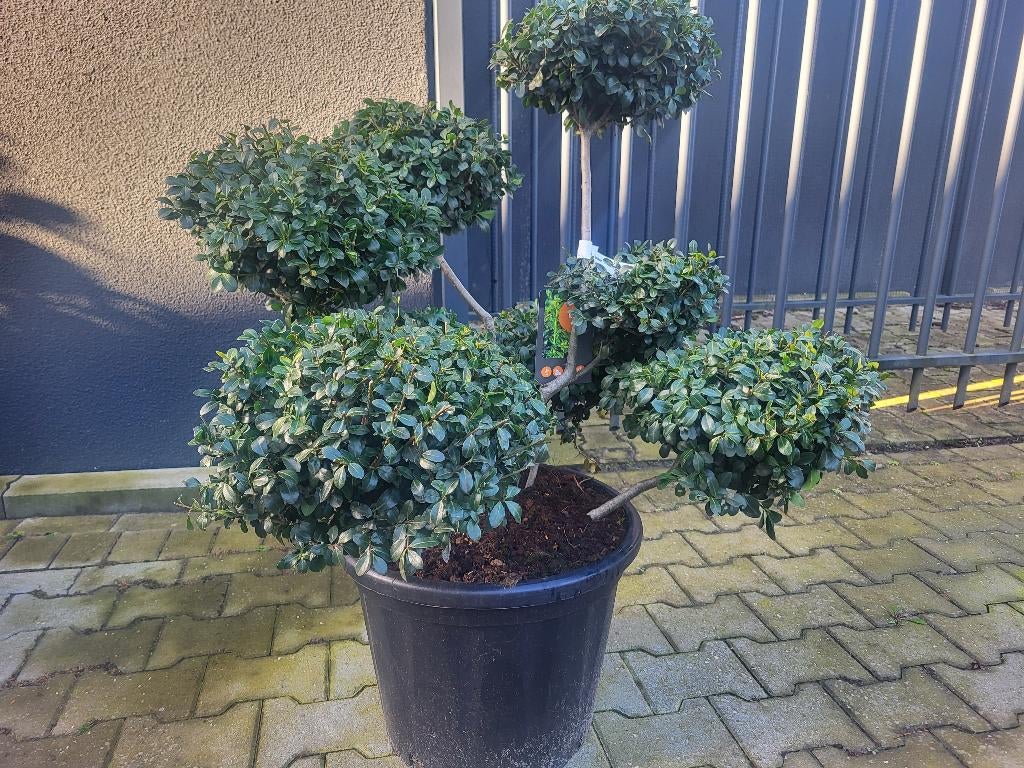 Ilex crenata "Green Lustre" bonsai, Tuin en Terras, Planten | Bomen, Halfschaduw, Overige soorten, Lente, Minder dan 100 cm