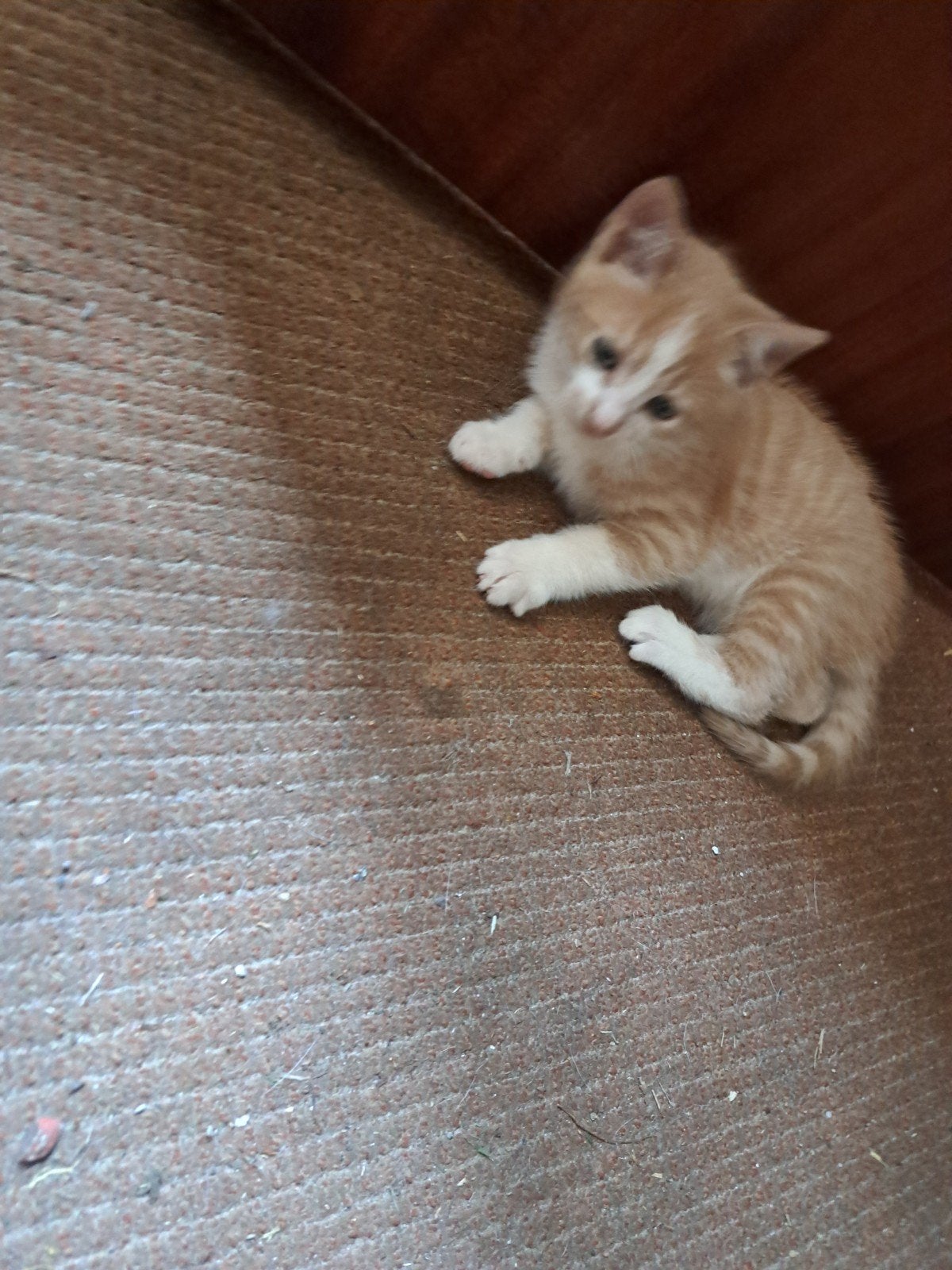Rode kater kitten te koop., Dieren en Toebehoren, Katten en Kittens | Overige Katten, Meerdere dieren, Kortharig, 0 tot 2 jaar