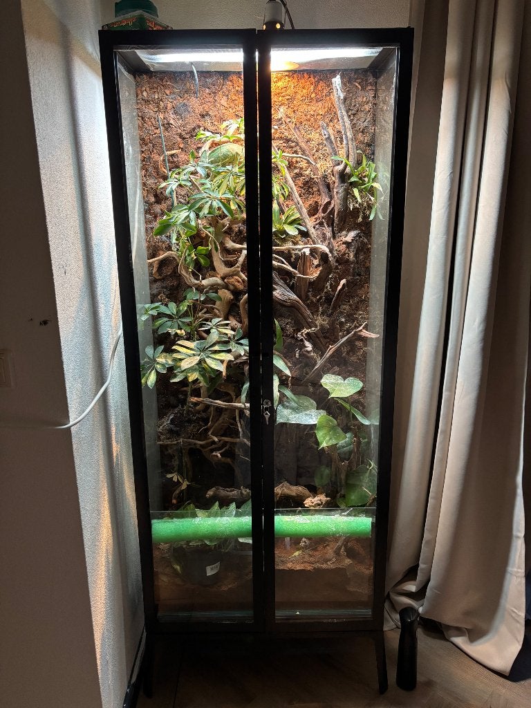 Terrarium met Jemen kameleon Chameleon photo 5