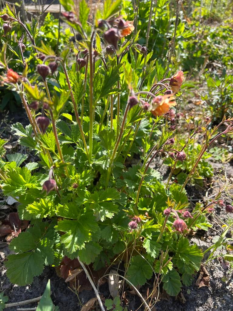 Knikkend nagelkruid roze - Geum rivale 'Leonard's Variety', Vaste plant, Halfschaduw, Lente, Ophalen