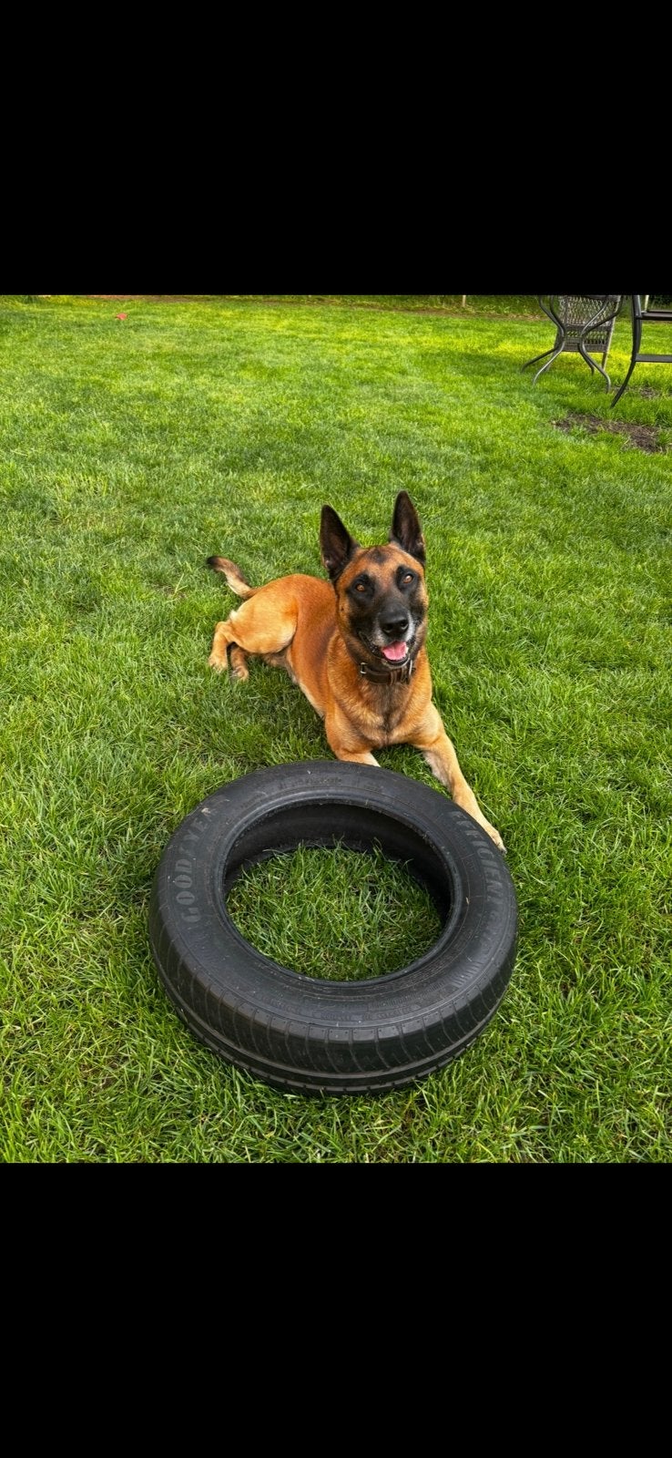 Jero, Mechelse herder en knuffelkont, Dieren en Toebehoren, 6 jaar of ouder, Reu, Eén hond, CDV (hondenziekte)