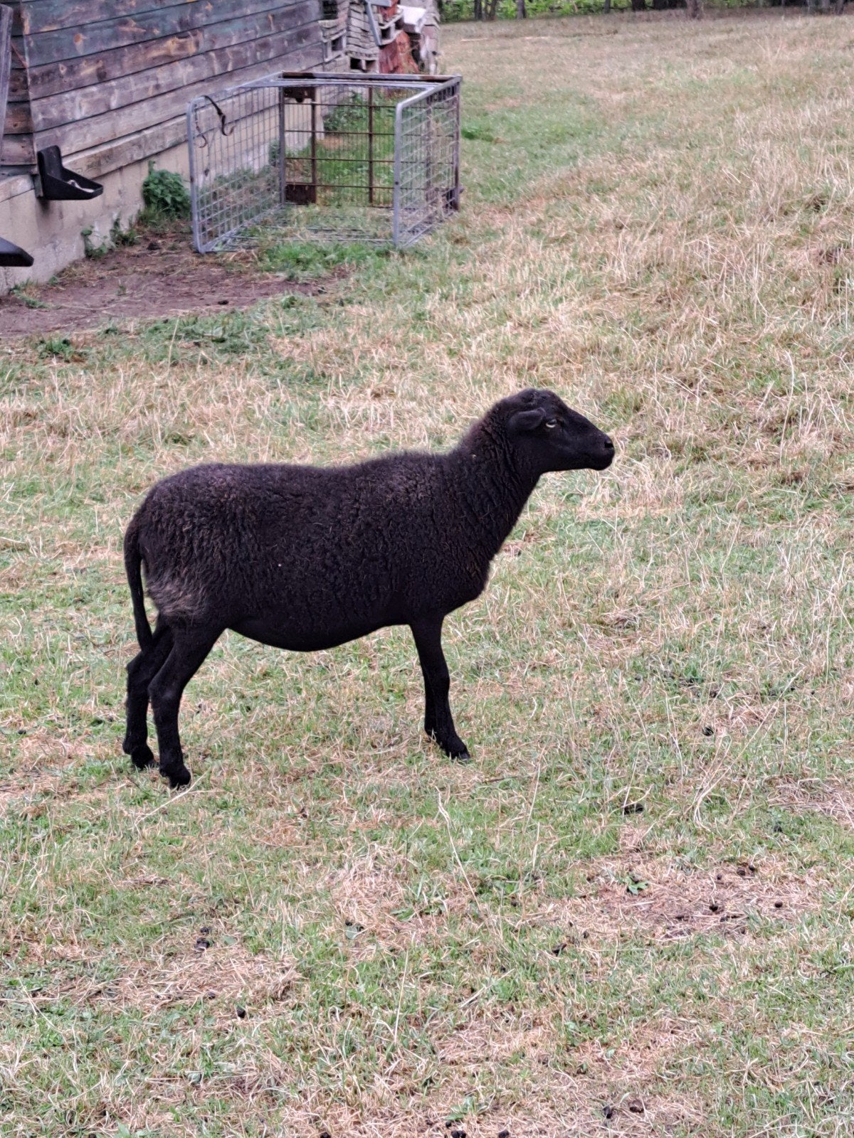 Te Koop Quessant schaap ooi., Vrouwelijk, Schaap, 3 tot 5 jaar