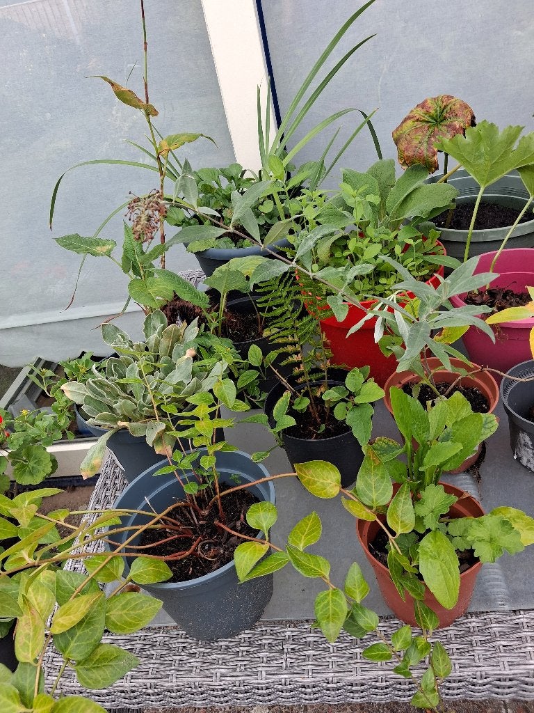 tuinplanten winterhard  50 stuks opruiming, Vaste plant, Halfschaduw, Zomer, Ophalen