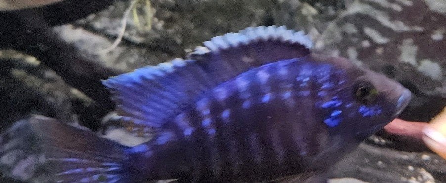 copadichromis azureus man (malawi cichlide), Vis