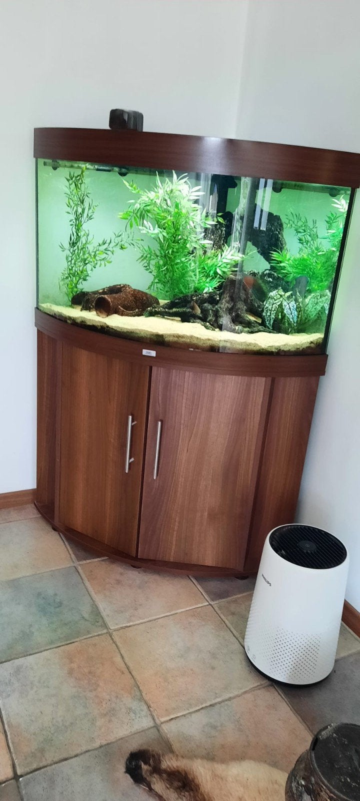 Te koop Juwel hoekaquarium Trigon 190, Ophalen, Gebruikt, Gevuld zoetwateraquarium