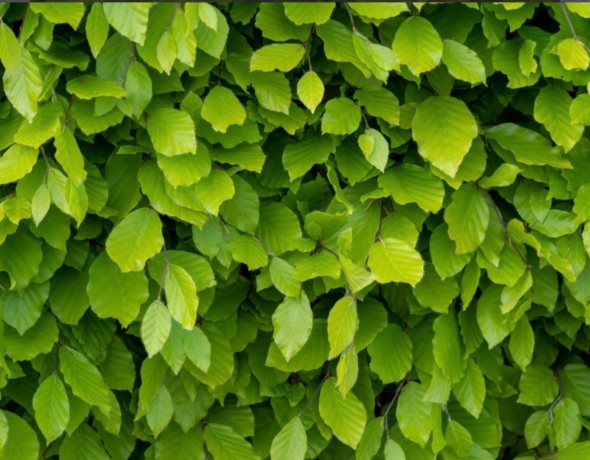 Beukenhaag (Fagus Sylvatica), Overige soorten, Volle zon, Vaste plant, Ophalen of Verzenden