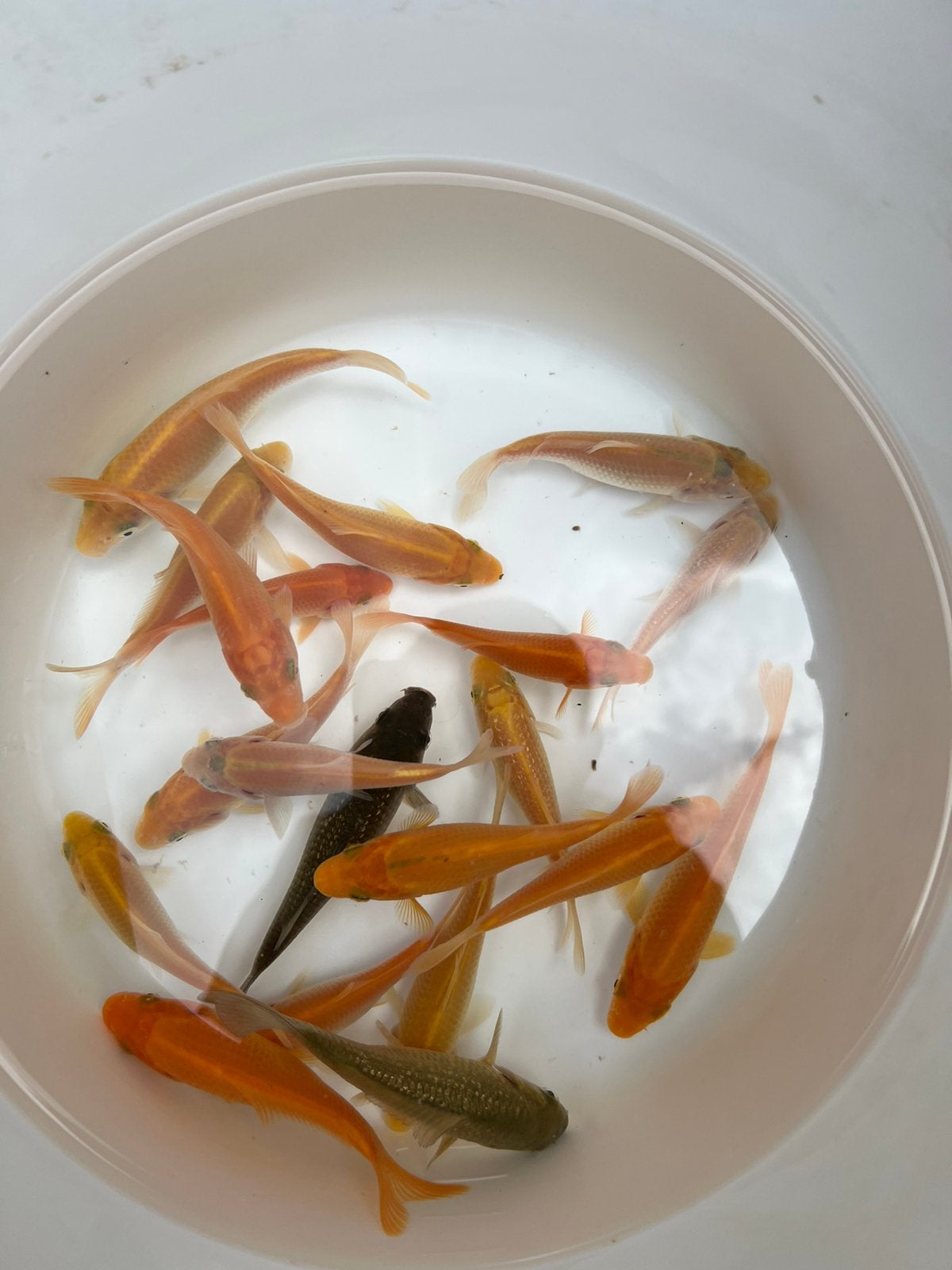 Tosai chagoi karashigoi mooie kleine japanse koi bloedlijn, Karper of Koi