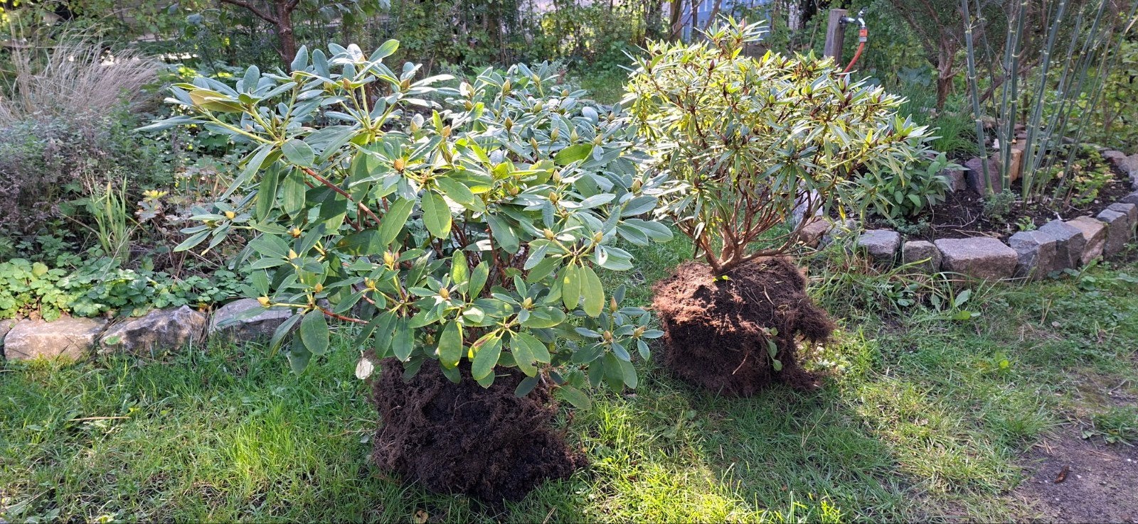 Twee Rhododendron struiken, Tuin en Terras, Ophalen, Rhododendron, Struik, Minder dan 100 cm