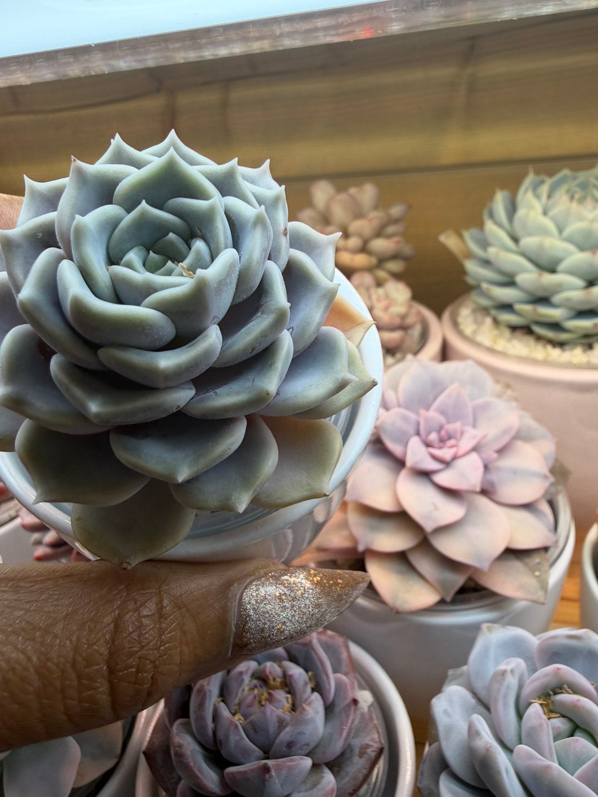 Echeveria Lola, Verzenden, Overige soorten, Volle zon
