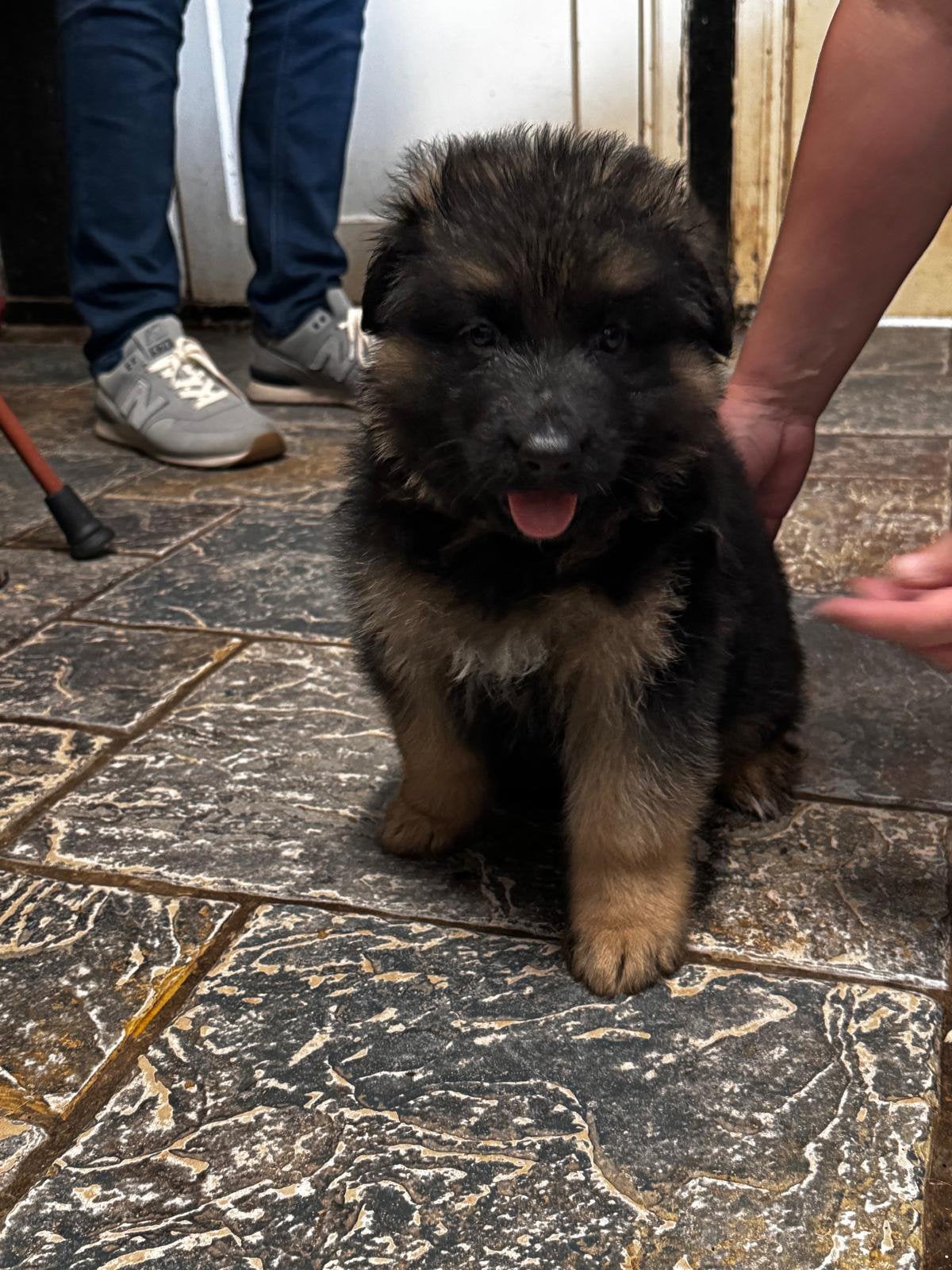 Lang stokhaarDuitse herder pup (reutje), Parvo, Reu, 8 tot 15 weken, Eén hond