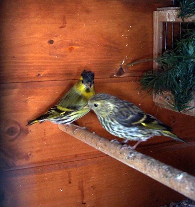 EUROPESE SIJZEN WILDKLEUR 2026, Meerdere dieren, Wildzangvogel, Tam