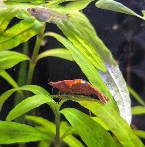 Guppy guppies, Dieren en Toebehoren, Vis