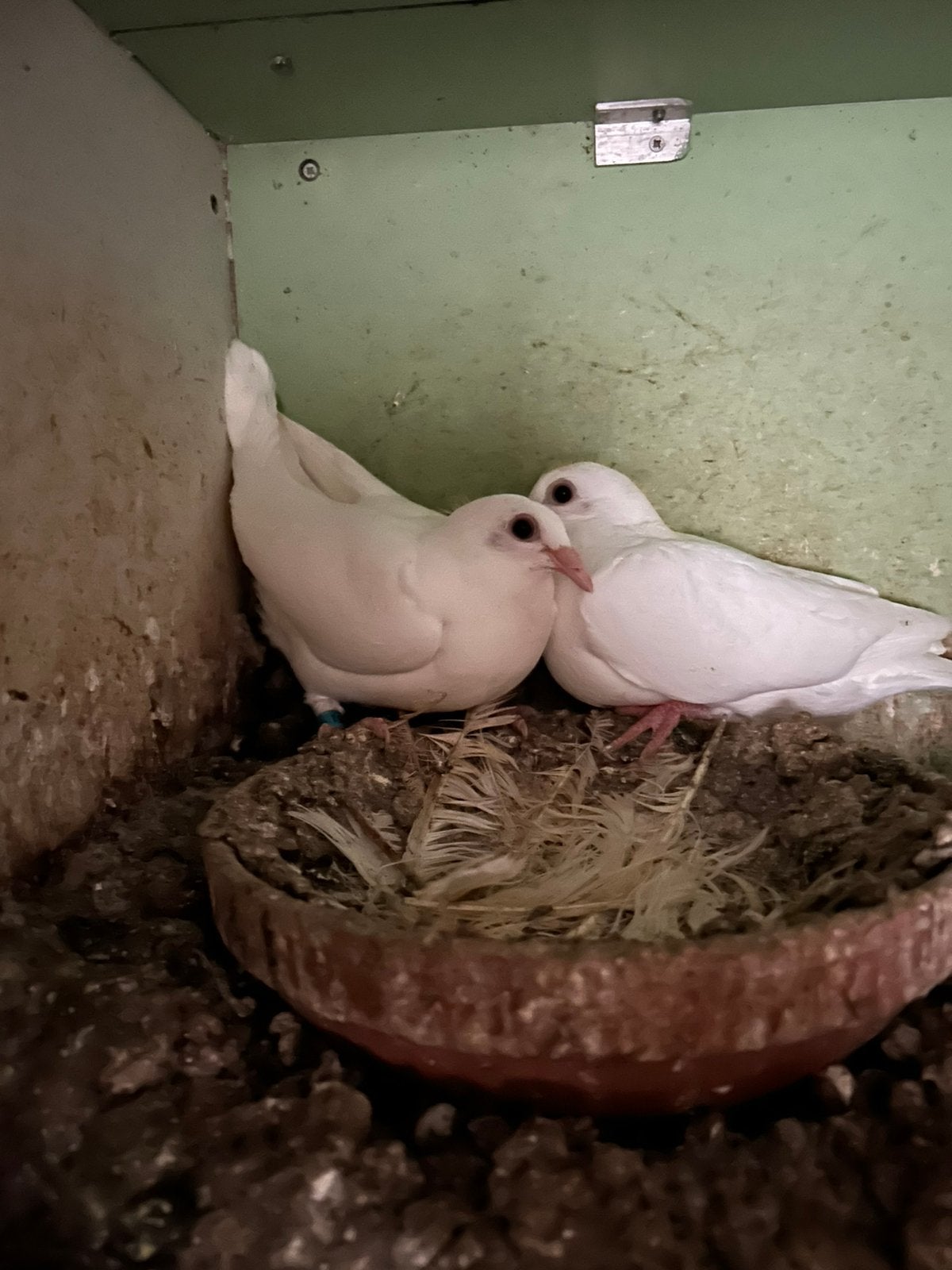 Jongen duiven 5 stuks bieden per stuk, Dieren en Toebehoren, Vogels | Duiven, Meerdere dieren, Postduif
