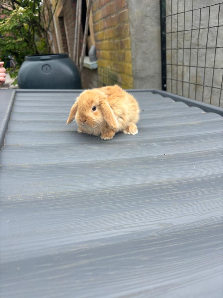Baby konijn, Dieren en Toebehoren, Mannelijk, Dwerg, Hangoor, 0 tot 2 jaar