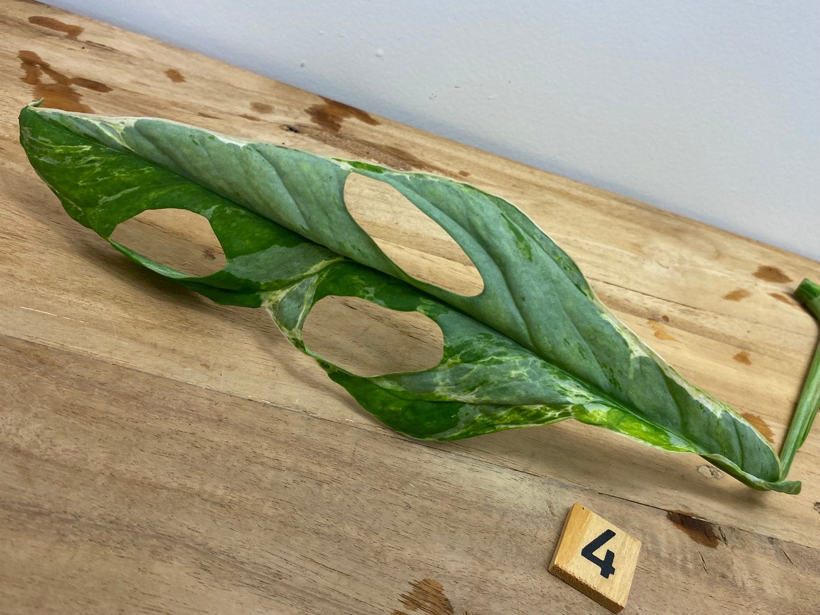 Monstera Adansonii Indonesian Marble Variegata Stek #4, Huis en Inrichting, Kamerplanten, Ophalen of Verzenden, Halfschaduw, Minder dan 100 cm