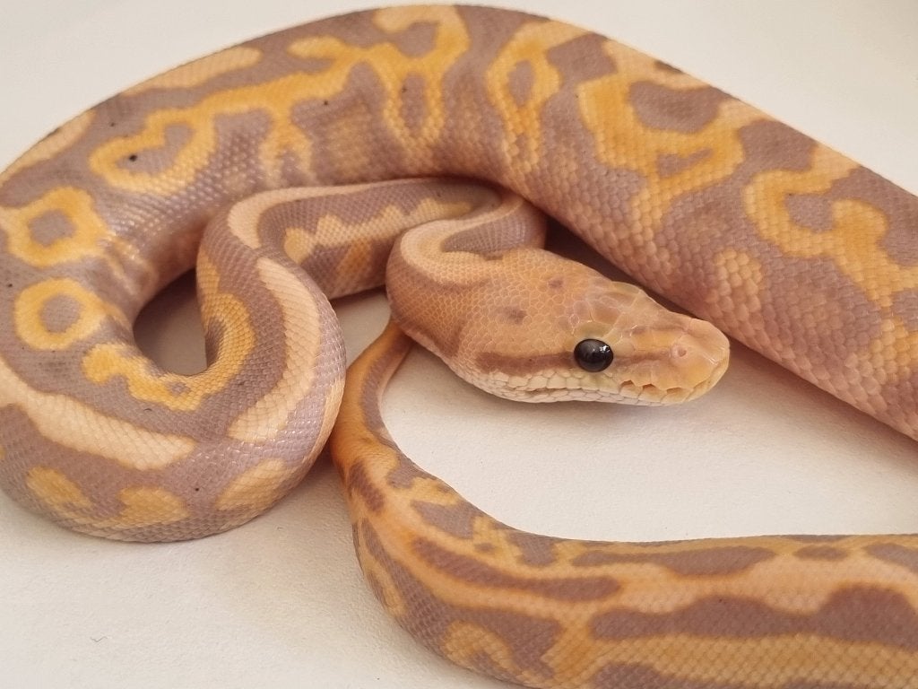 1.0 banana black pastel leo spotnose od het clown 66% pied Ball Python photo 2