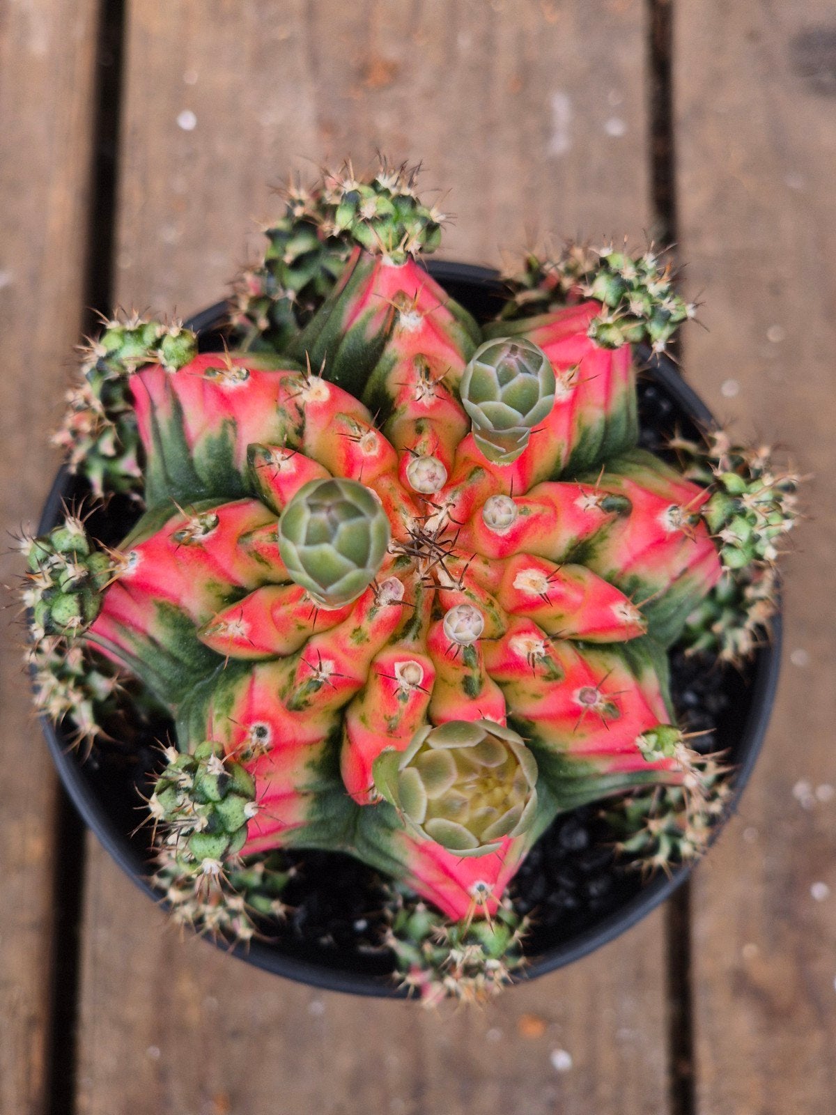 Cactus Gymnocalycium Mihanovichii Japan Multicolor p8 (1), Ophalen of Verzenden, Cactus, Volle zon, Minder dan 100 cm