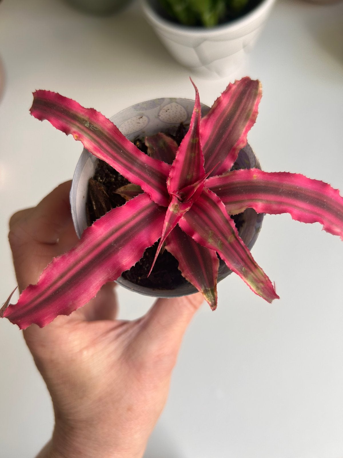 Cryptanthus ‘Ruby’ Jewel-Earth Star Bromelia Zeesterplant, Huis en Inrichting, Kamerplanten, Ophalen of Verzenden, Volle zon, Minder dan 100 cm