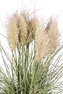 Pampasgras Cortaderia, Ophalen, Vaste plant, Siergrassen, Halfschaduw