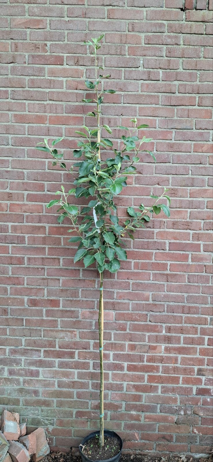 malus domestica, appelboom, diverse soorten, Ophalen, Appelboom, Lente