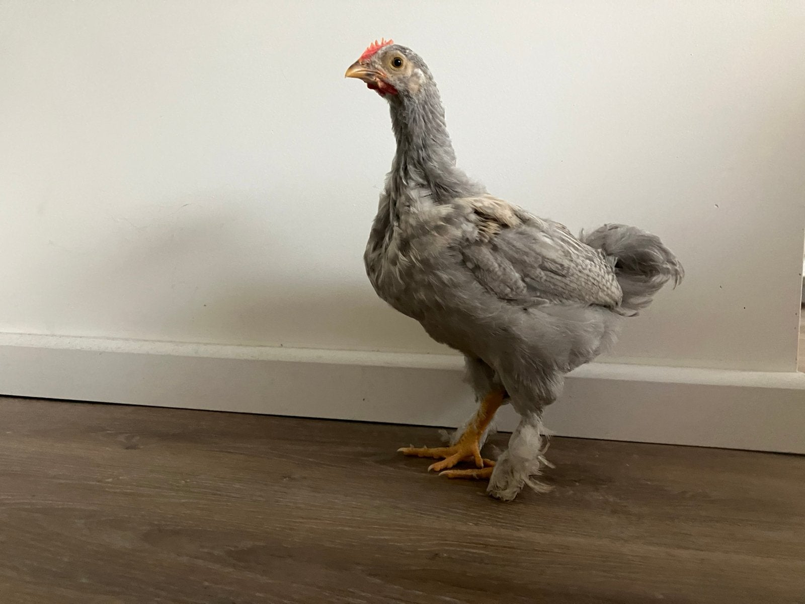 Gratis lichtgrijze jonge haan 12 weken, Dieren en Toebehoren, Mannelijk, Kip