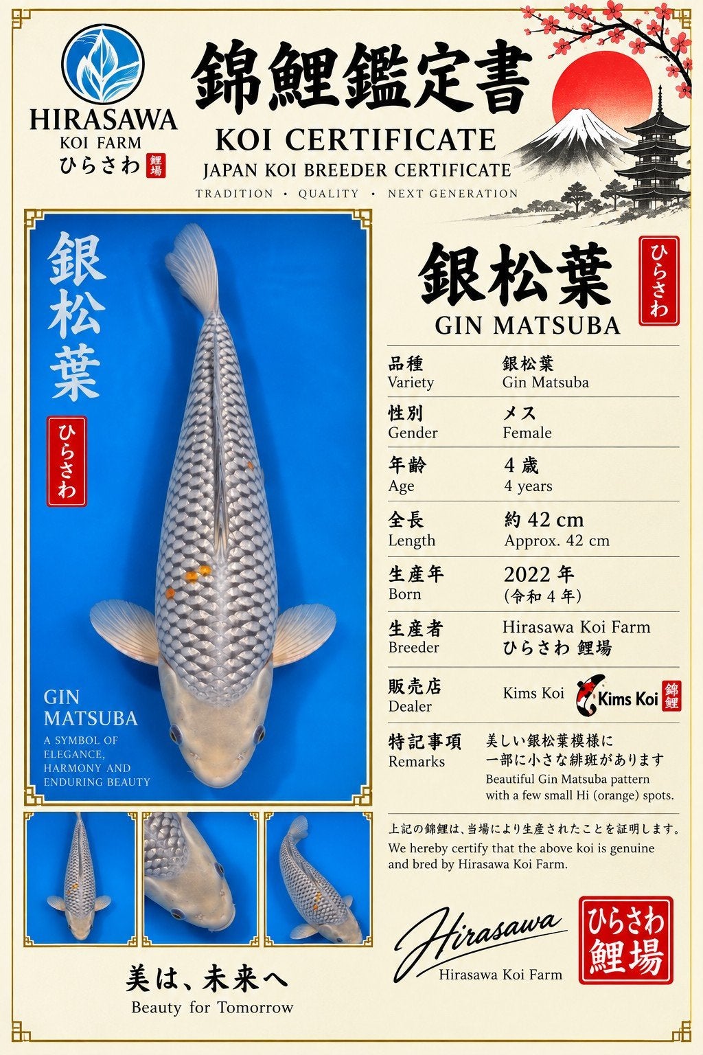 japanse koi gin matsuba, Karper of Koi