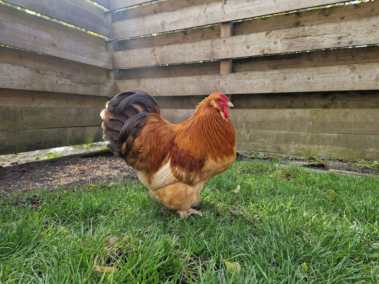 Goed te huis gezocht voor 2 hanen, Dieren en Toebehoren, Meerdere dieren, Kip