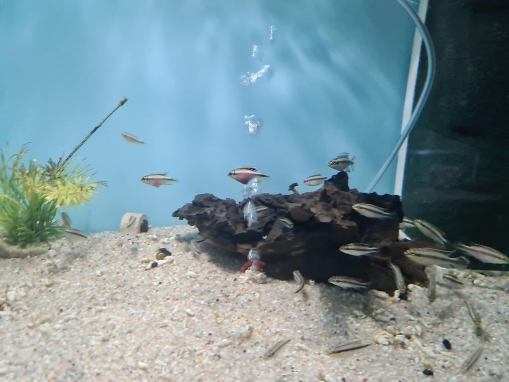Kersenbuik Cichliden, Vis, Zoetwatervis