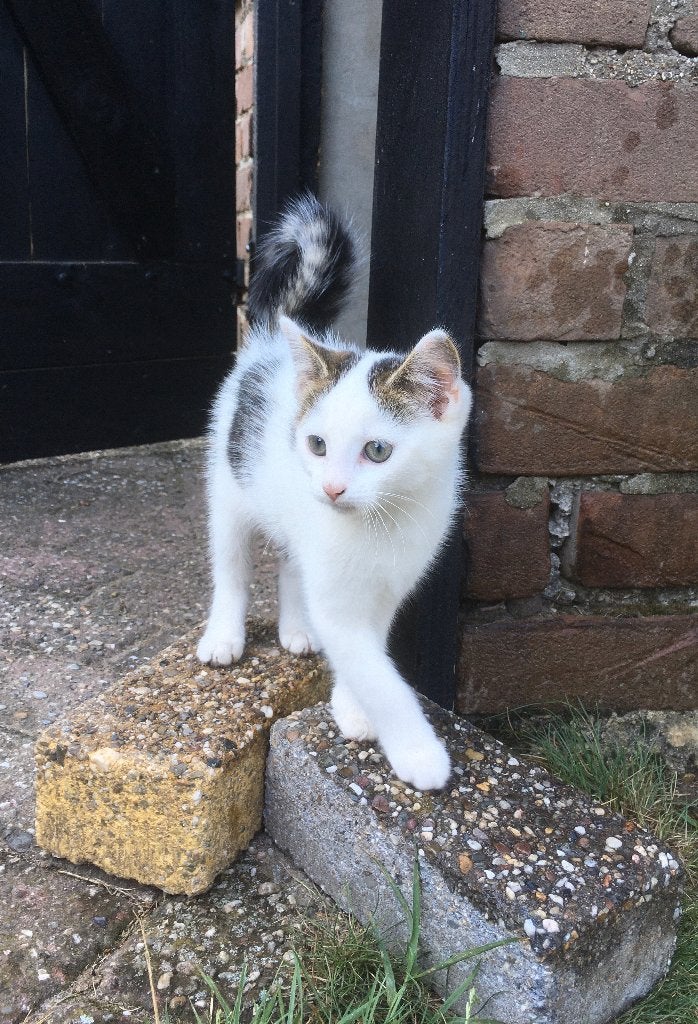 Lieve boerderij kitten te koop, Poes, Ontwormd, 0 tot 2 jaar