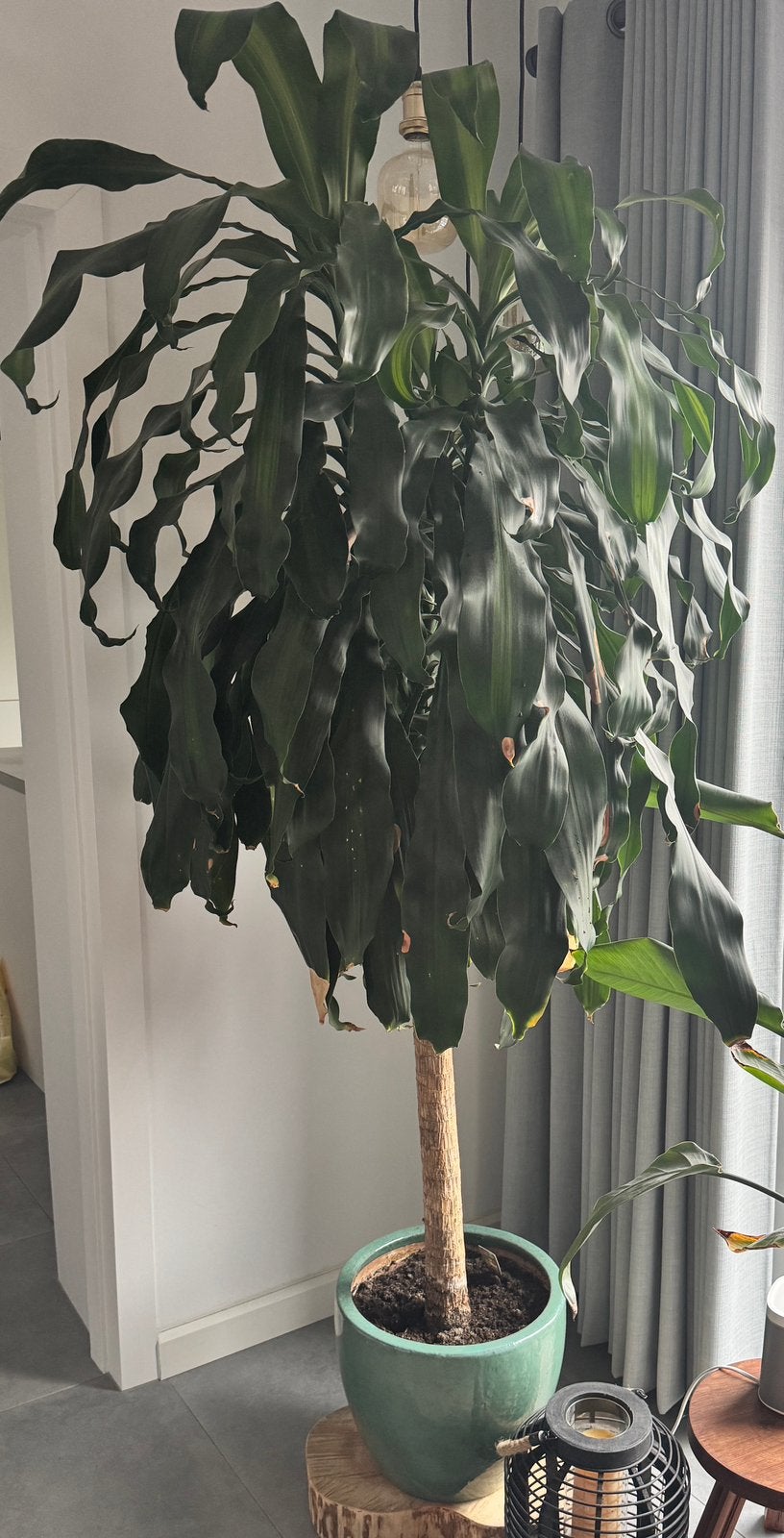 Dracaena fragrans? Drakenbloedboom Palm kamerplant, Huis en Inrichting, Woonaccessoires | Kunstplanten en Kunstbloemen, Ophalen
