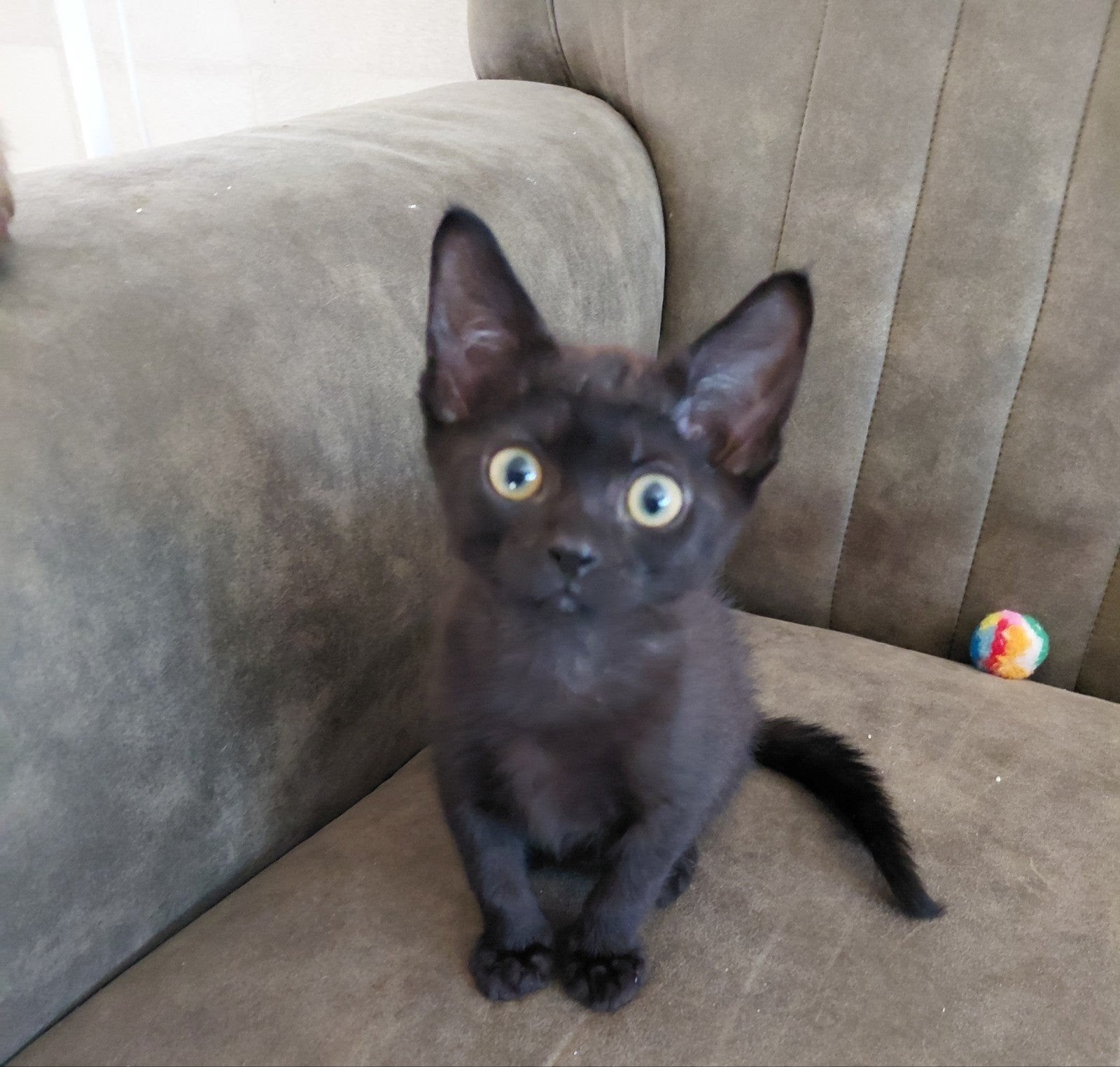 Cornish/devonrex, Dieren en Toebehoren, Kater