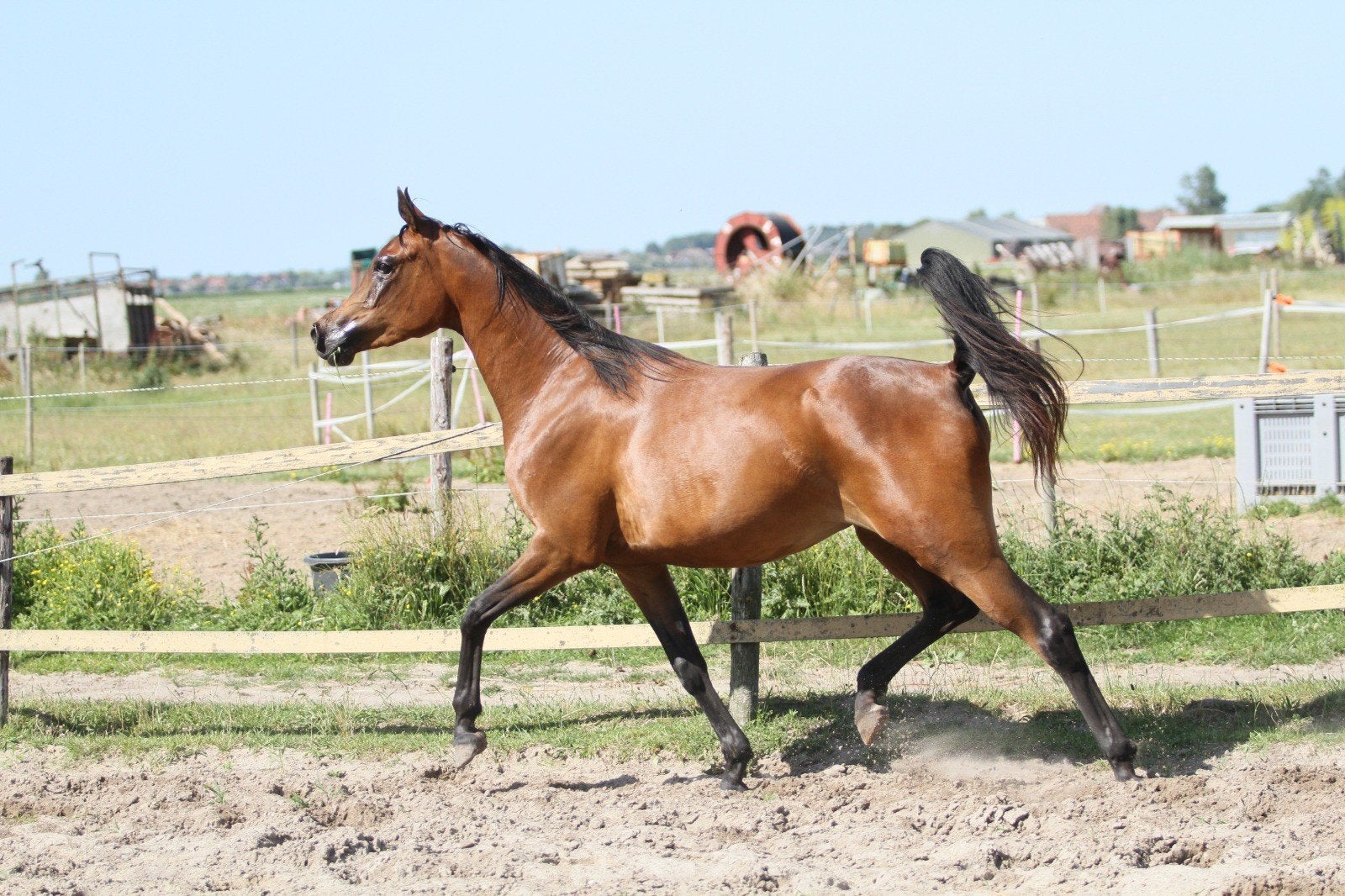 arabische volbloed merrie, Dieren en Toebehoren, Paarden, Merrie, Met stamboom, 3 tot 6 jaar