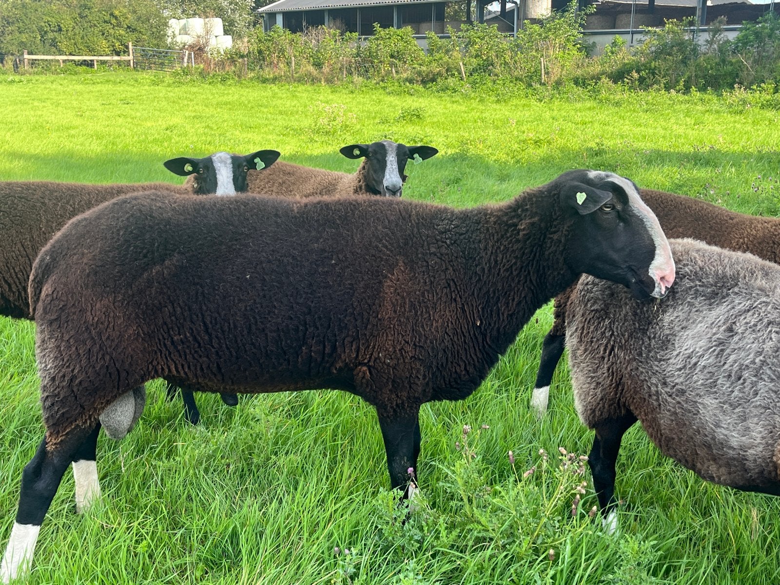 Stamboek ram nzs, Mannelijk, Schaap