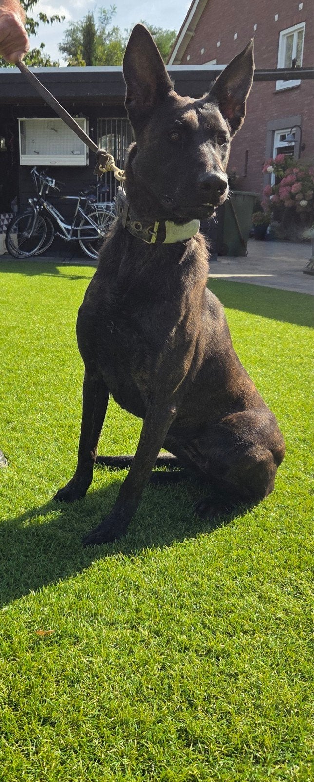 Hollandse herder teef, Dieren en Toebehoren, 1 tot 2 jaar, Teef, Eén hond, CDV (hondenziekte)