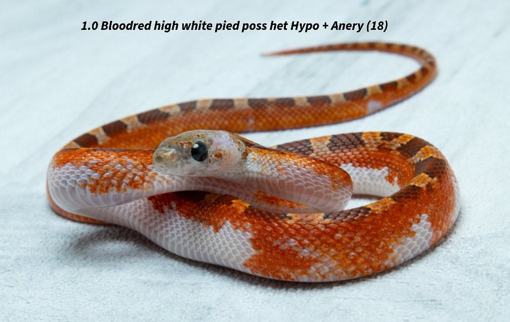 Top kwaliteit NK2026 Piedsided rattenslangen. Rat Snake photo 13